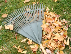 Fall Cleaning Services By Miss Milly Cleaning Services Surrey